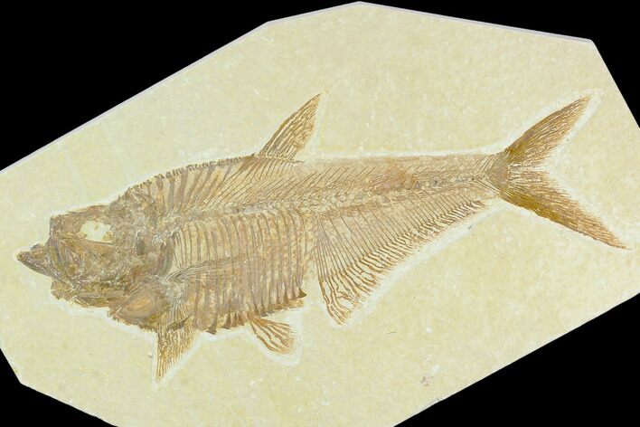 Fossil Fish (Diplomystus) - Green River Formation #130311